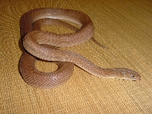 Baja Ratsnake
