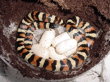 western Colorado locale Utah milksnake w/clutch