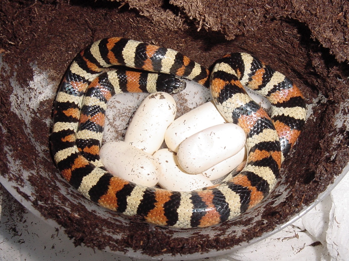 western Colorado locale Utah milksnake w/clutch