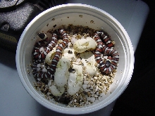 Utah milksnakes (L. t. taylori)