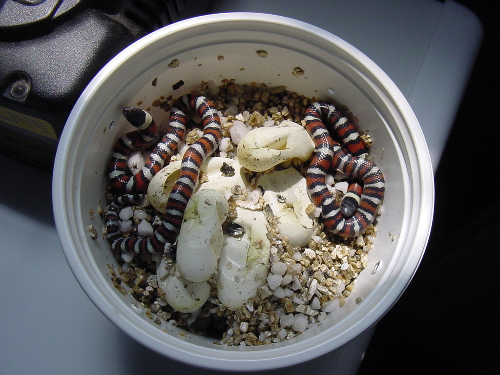 Utah milksnakes (L. t. taylori)