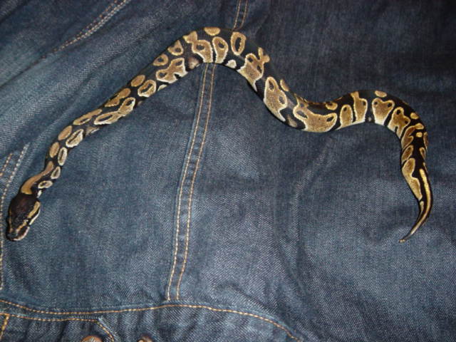2male1