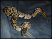 2male2