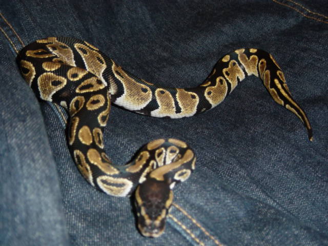 2male2