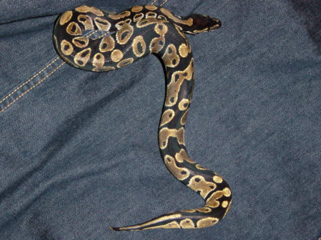 2male3