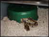 crock hide