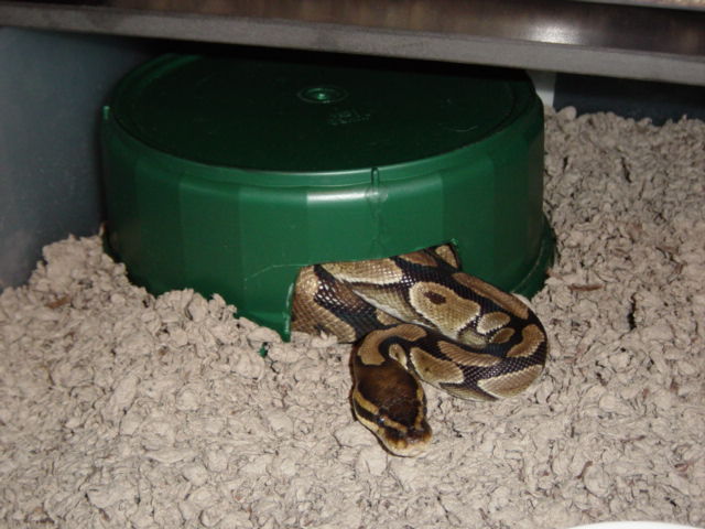 crock hide