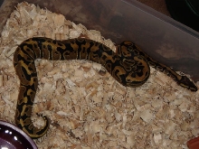 1female2