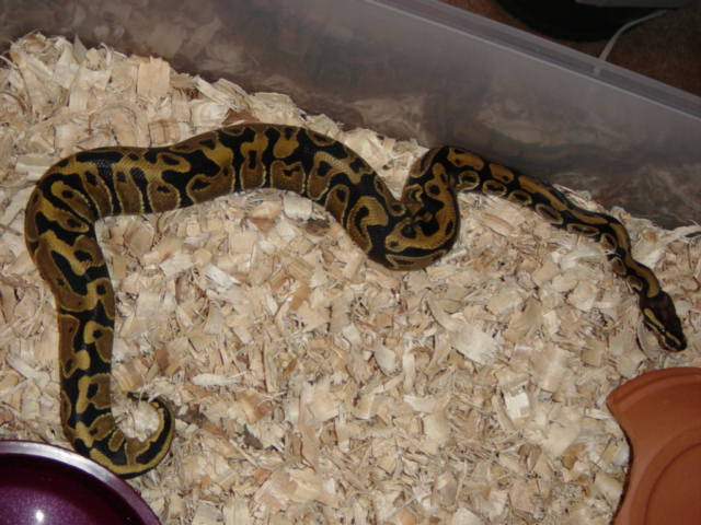 1female1