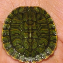 turt1