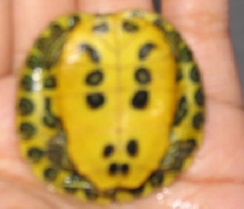 turt2