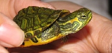 turt3