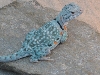 blue-grean gal