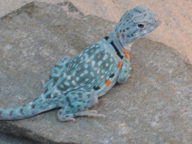 blue-grean gal