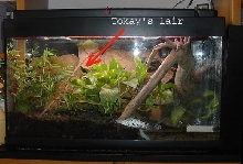 Tokay's lair