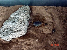 my Leirus Quinquestriatus