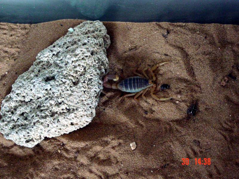 my Leirus Quinquestriatus