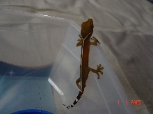 vittatus gecko hatchling