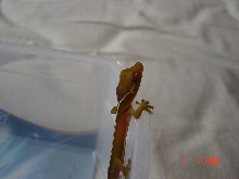 vittatus gecko hatchling