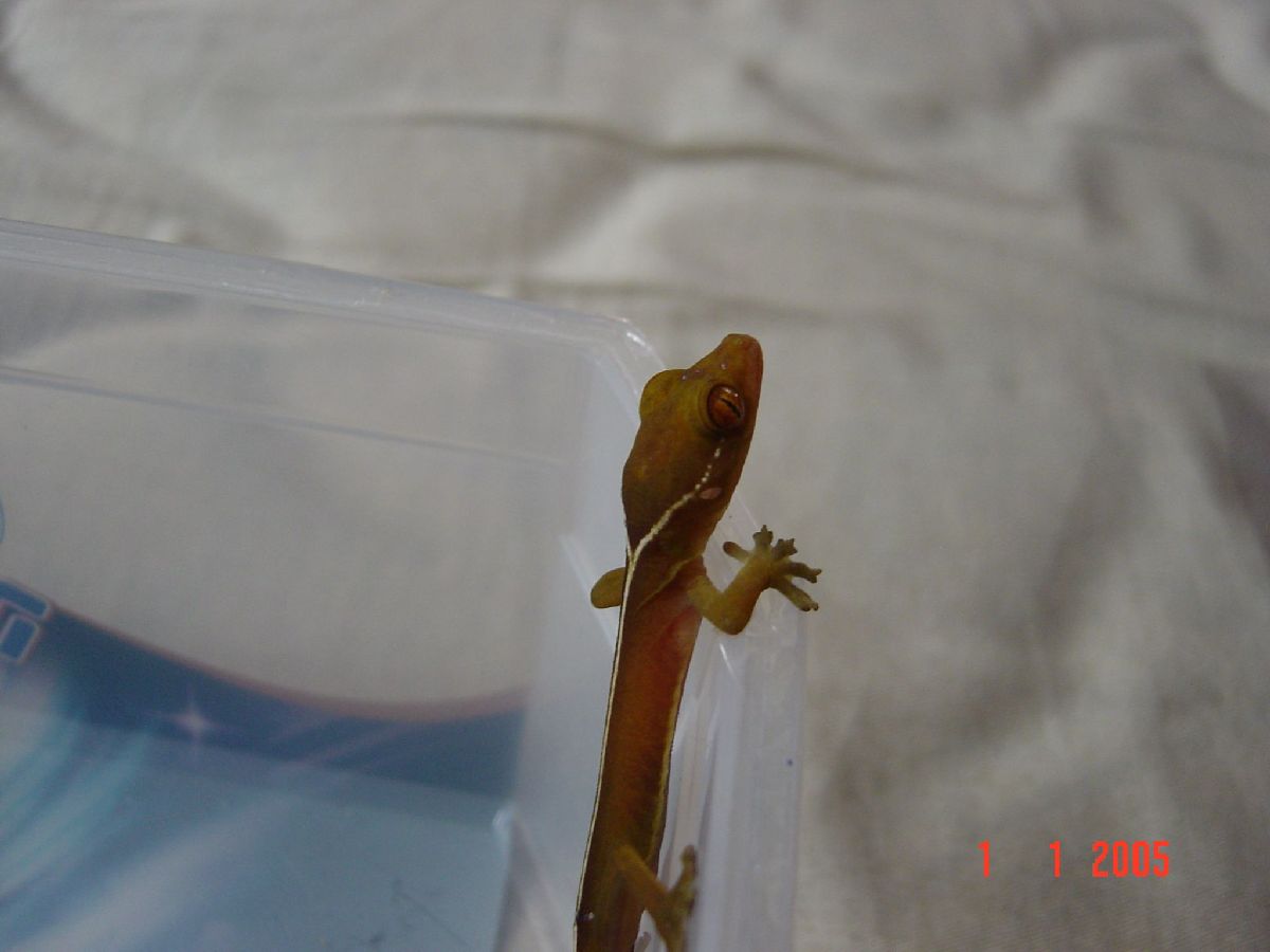 vittatus gecko hatchling