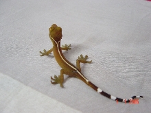 vittatus gecko hatchling