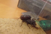androctonus bicolor