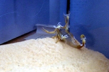 scorpion and babies