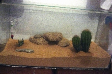 my scorpion terrarium