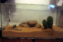 my scorpion terrarium