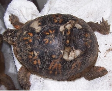 Turtle