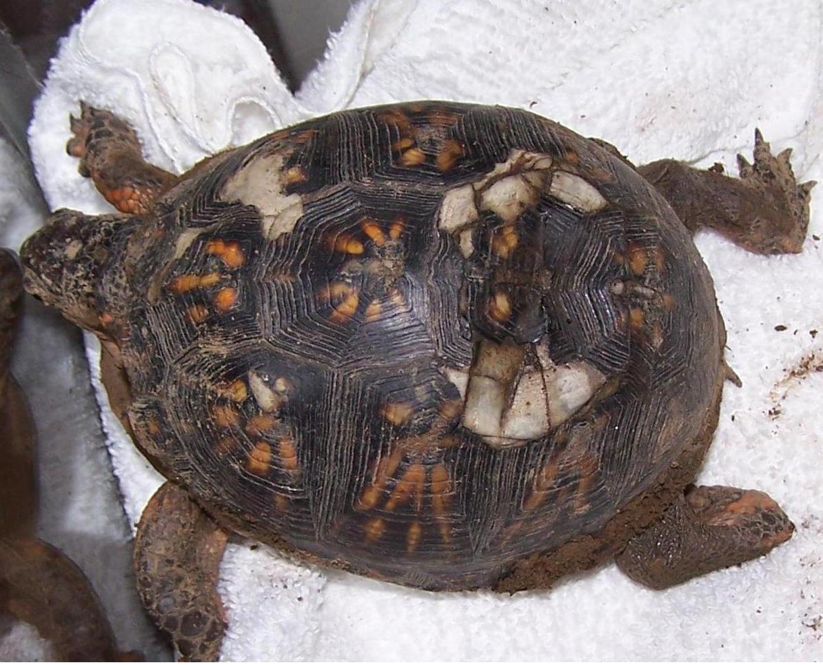 Turtle