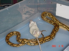 Tiger retic