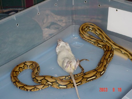 Tiger retic