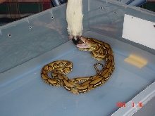 tiger retic