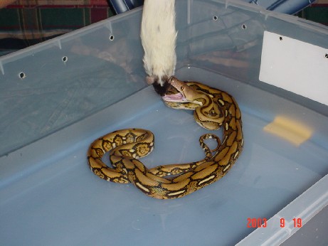 tiger retic