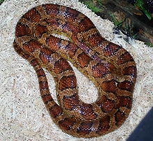 oketee before shed