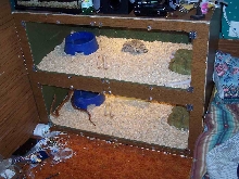 The new corn home