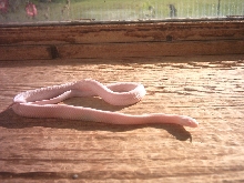 In sun and shed #2