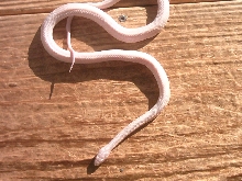 in shed n sun #3