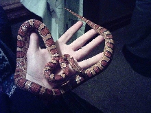 miss hiss #1