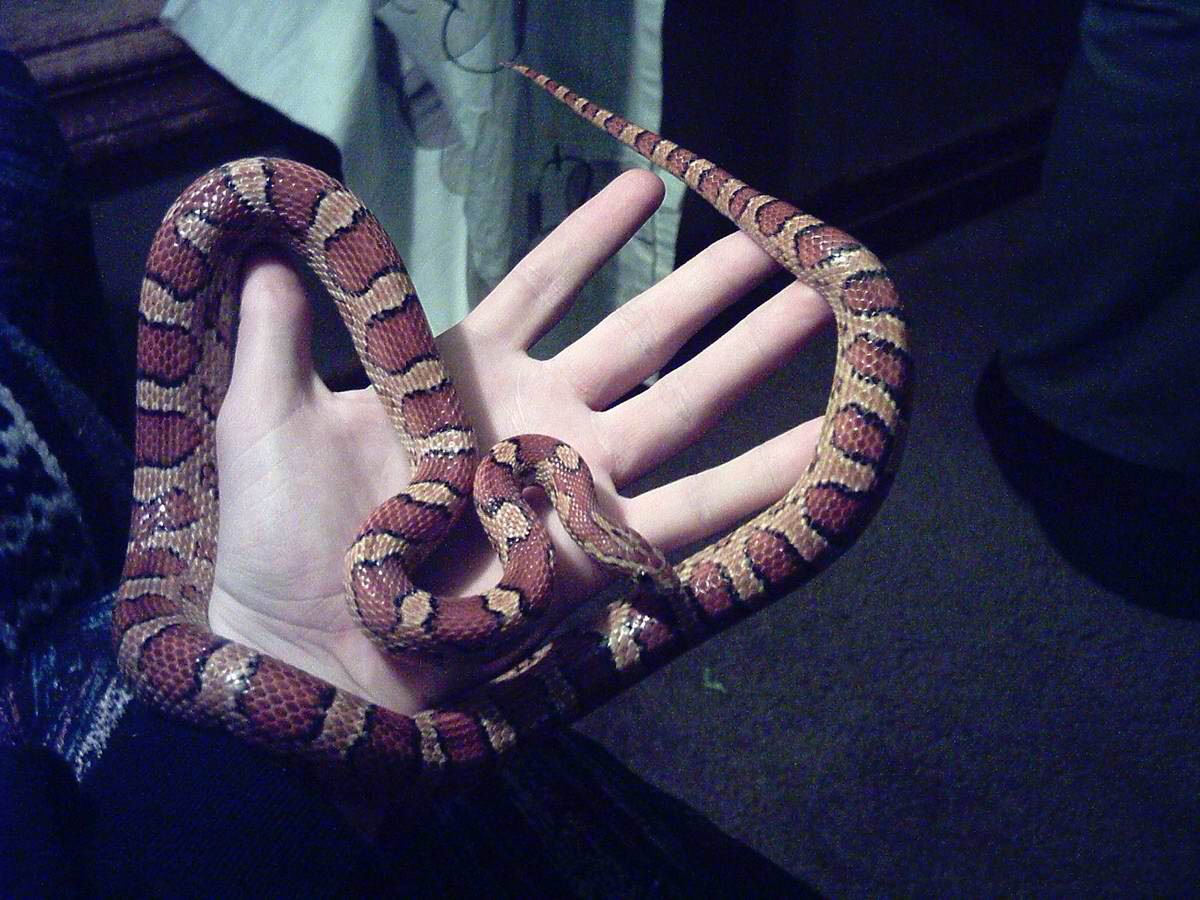 miss hiss #1