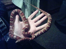 miss hiss #2