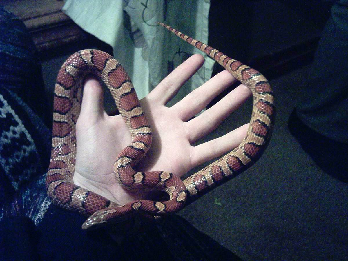 miss hiss #2