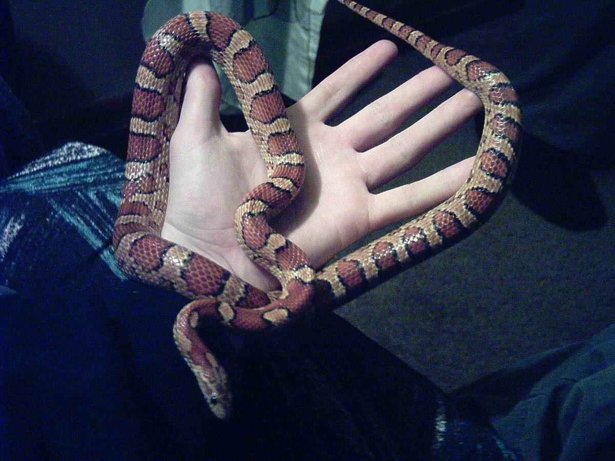 miss hiss #3