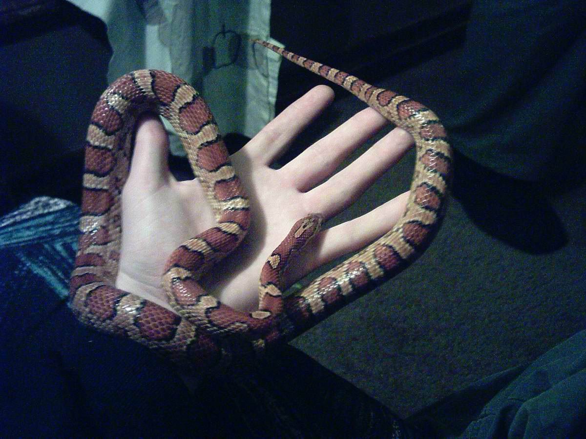 miss hiss #4