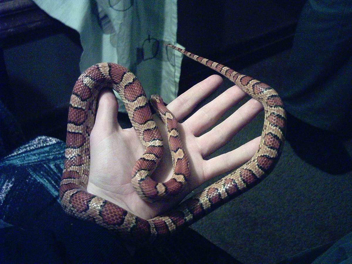 Miss Hiss #5