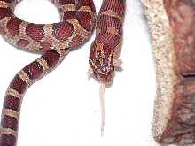 Oketee Dragon? (feeding Pic)