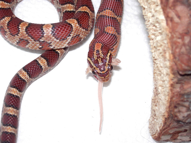 Oketee Dragon? (feeding Pic)