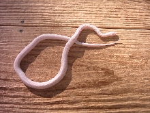 My yearling male snow