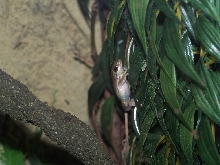 Green tree frog